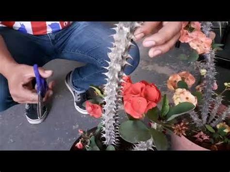 La mayoría de espinas pequeñas (por ejemplo, de cactus) en la superficie de la piel no ocasiona mucho dolor. Reproducción de coronas de Cristo por esquejes - YouTube ...