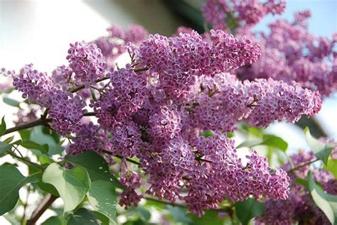 Lilac Bush Care In Spring How To Grow A Lilac Bush Tips For Growing