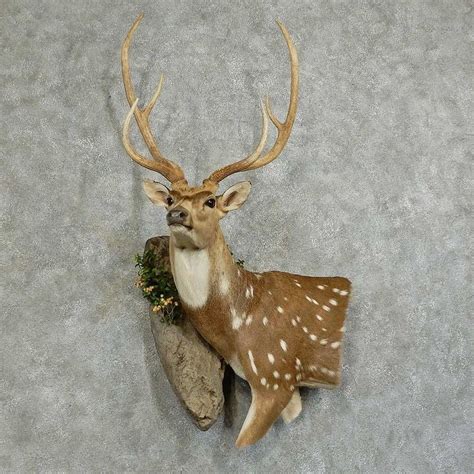 Axis Deer Taxidermy Shoulder Mount For Sale 16043 The Taxidermy