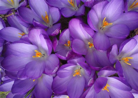 Purple In Spring Amazing Flowers Flower Pictures Nature