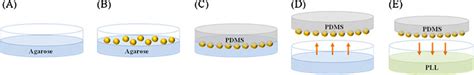 .polyethylene glycol (peg) modification has numerous benefits and relatively few drawbacks. The process of surface modification of PEG microbeads ...