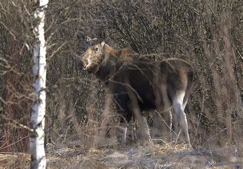 Animals Thrive In Radioactive Space Left By Chernobyl Mindfood
