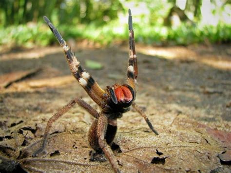 Brazilian Wandering Spider Phoneutria Bite Attacks And Other Facts Science Abc