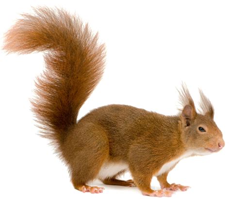 Squirrel Png Transparent Image Download Size 500x434px