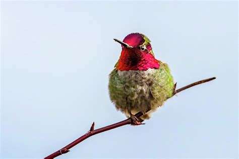 Annas Hummingbird Male Photograph By Joseph Siebert Fine Art America