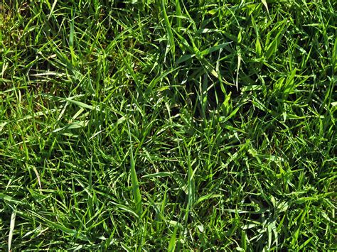 Grass Textures By Visualsnacktm
