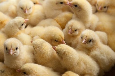 Baby Chickens Are Showing Up Dead In The Mail Due To Delays