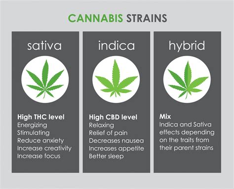 Different Types Of Cannabis Strains With Holyoke Cannabis