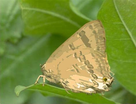 Eriofide del nocciolo (phytocoptella avellanae). Difendere il frutteto da insetti e parassiti con metodi bio