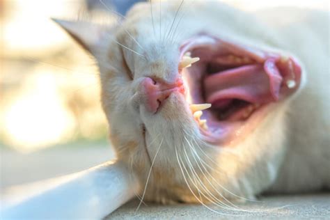 Bad Breath In Cats Causes Symptoms And Treatment