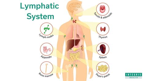 What Is The Lymphatic System And How To Get It Moving INTEGRIS Health