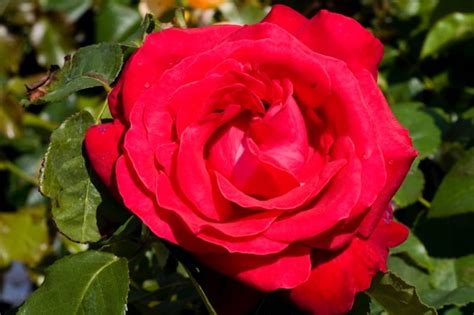 Alecs Red Hybrid Tea Roses For Sale Uk Grown Ashridge