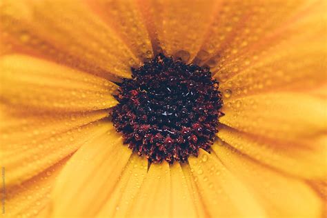 Closeup Of Yellow Flower By Stocksy Contributor Javier Pardina