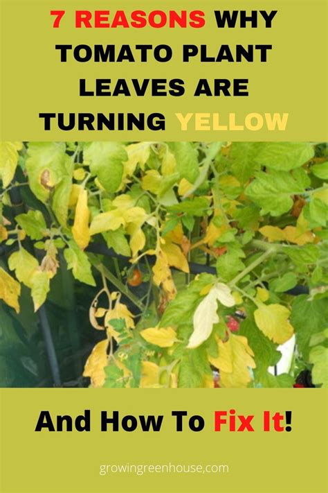 Why Are Tomato Plant Leaves Turning Yellow Plant Leaves Plant