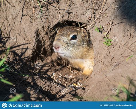 Gopher On The Lawn Is Sticking Its Head Out Of Its Hole Stock Photo