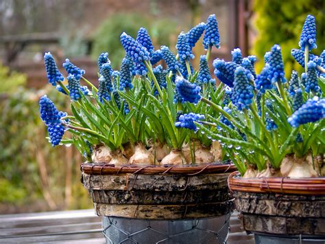 Hyacinths Images Hyacinth Royal Navy Flower Bulbs Dutchgrown