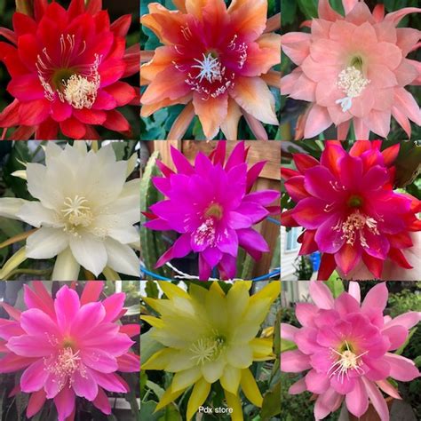 Collection Of 9 Colors Epiphyllums Orchid Cactus Fresh Etsy