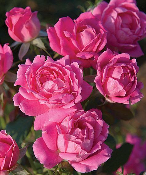 16 Best Drift And Knock Out Roses And Plant Companions Ideas Knockout