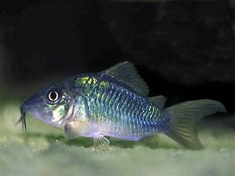 Fish Pictures Emerald Catfish Brochis Splendens