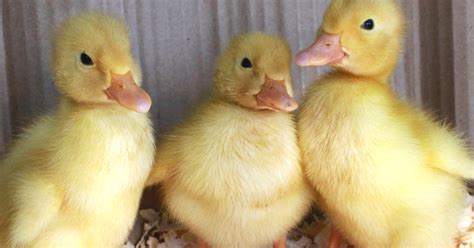 Metzer Farms Duck And Goose Blog Duclair Ducks