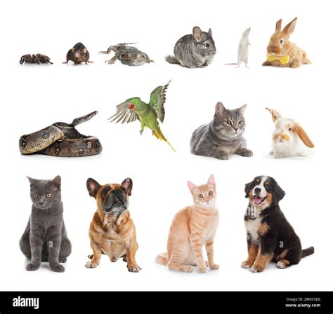 Set Of Different Pets On White Background Stock Photo Alamy