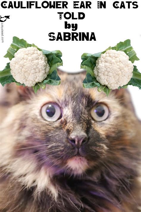 Cauliflower Ear In Cats Told By Sabrina Kittystead Kittystead