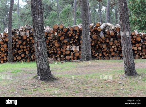 A Pile Of Logs In A Forest Stock Photo Alamy