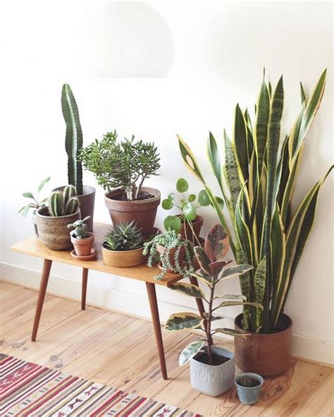 Find 15 Incredible Indoor Plants Decor Ideas Simdreamhomes