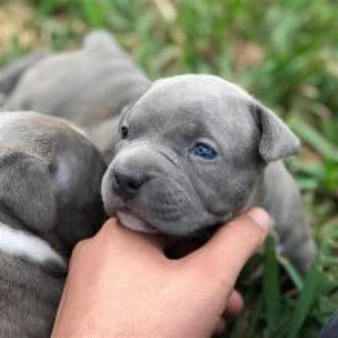Jamil pitbull home offer blue nose, red nose pitbull puppies for sale that are properly upskilled and taken proper care that makes them strong physically and mentally. cute and amazing Blue nose Puppies American Pit-bull terrier Blue nose American Pit-bull terrier ...