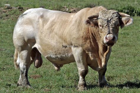 Photo De Taureau Charolais Dans Un Pre En Auxois Cote Dor 21