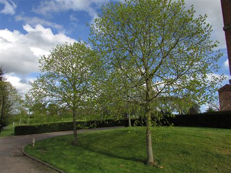 Lime Tree Linden Tree Tilia