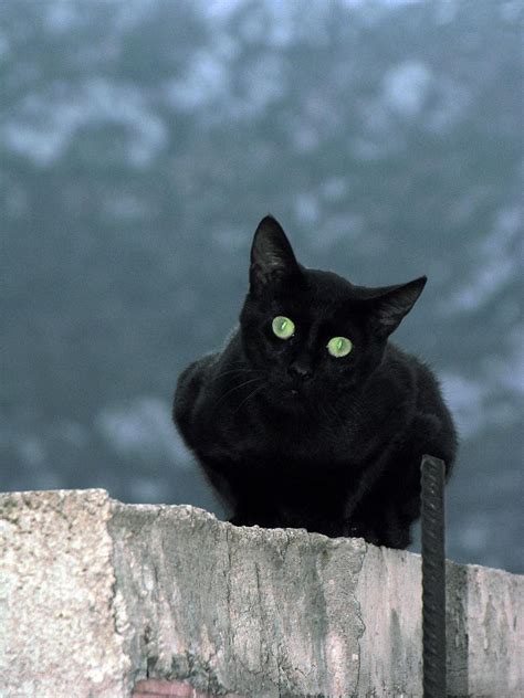 Fileblack Cat In At Delphi Greece Wikimedia Commons