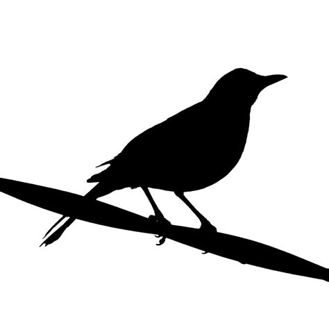 Black Birds Silhouette Clipart Best
