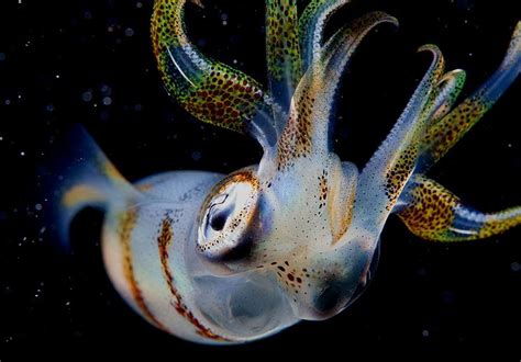 Pin By Kristine On Ocean Life Cephalopods With Images