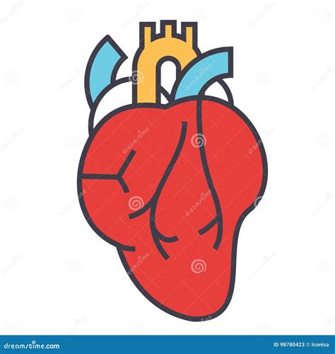 Anatomie De Coeur Concept De Cardiologie Illustration De Vecteur