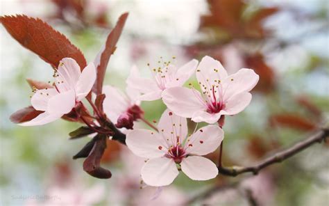 Screensaver Cherry Blossom Flowers