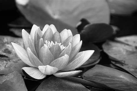 Water Lily Black And White Pond Lotus Flower Pikist