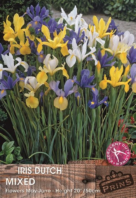 Dutch Iris Bulbs Mixed Wpc Prins Quality Spring Bulbs Pack 20 South