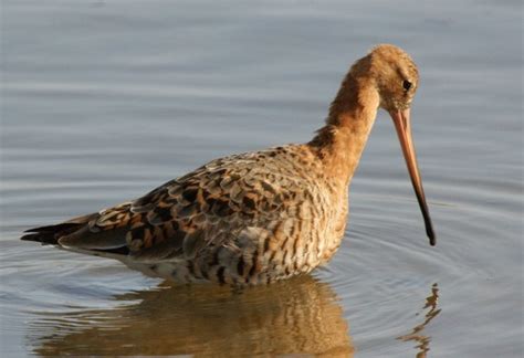 Migratory Birds Begin Arriving At Chilika Lake Indias