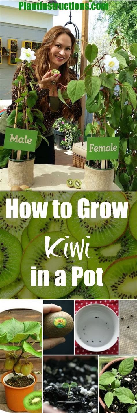How To Grow Kiwi Plant In A Pot Growing Vegetables Fruit Trees