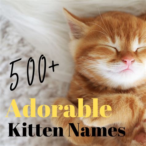 Cute Kitten Names Pethelpful