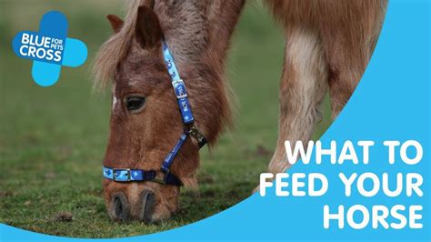What To Feed Your Horse Blue Cross Pet Advice Youtube