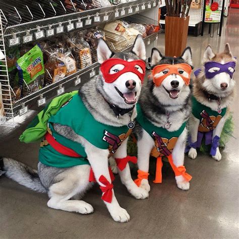 I Need To Find These For My Mine Cute Dog Halloween Costumes Cute