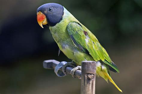 Parakeet Budgie Parrot Bird Tropical 33 Wallpapers Hd Desktop