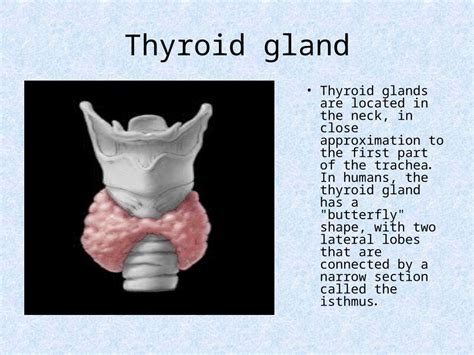 PPT Thyroid Gland Thyroid Glands Are Located In The Neck In Close