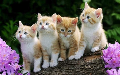 70 best kucing comel images kucing haiwan kucing parsi. Kucing Comel vs Bunga Cantik