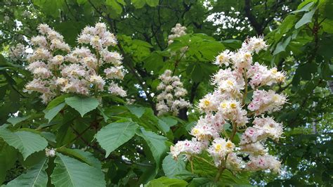 Chestnut Tree Flowers Photo How To Do Thing