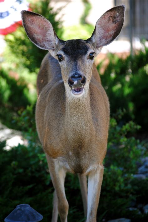Doe A Deer A Female Deer Jacquelynfischer Flickr