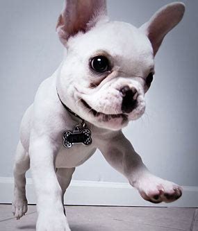 Celebrities and famous people who own french bulldogs + names: Celebrity French Bulldogs + 99 Awesome Frenchie Name Ideas