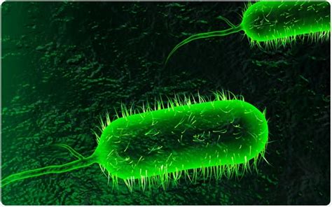 Cholera Causing Bacteria Steal Large Stretches Of Intact Dna To Become
